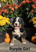 Purple Girl, a female Bernese Mountain Dog for sale in Owosso, MI – 1 of 7