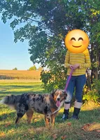 Black boy, a male Aussiedoodle and Bernedoodle for sale in Owosso, MI – 2 of 5