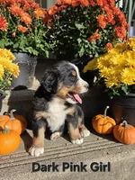 Dark Pink Girl, a female Bernese Mountain Dog for sale in Owosso, MI – 2 of 6