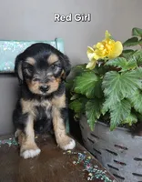 Red Girl, a male Aussiedoodle and Bernedoodle for sale in Owosso, MI – 2 of 4