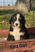 Red Girl, a female Bernese Mountain Dog for sale in Owosso, MI – 3 of 7