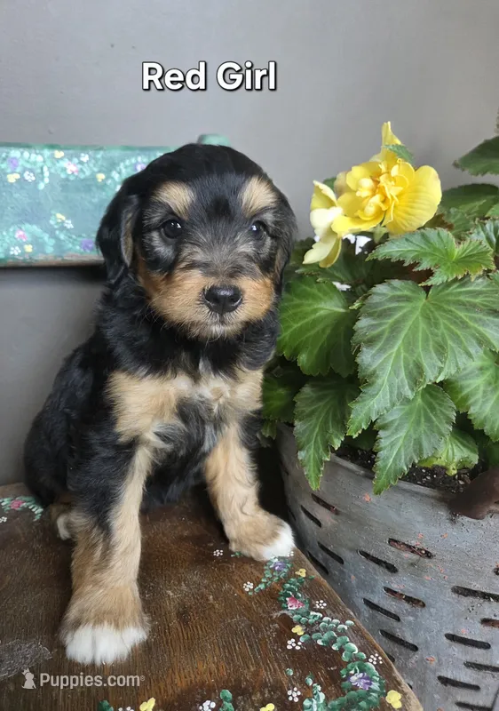 Red Girl – Aussiedoodle, Bernedoodle puppy for sale in Owosso, MI