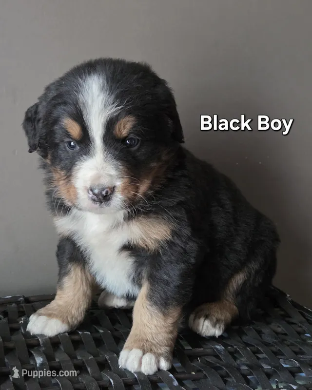 Black Boy – Bernese Mountain Dog puppy for sale in Owosso, MI