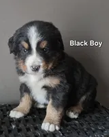 Black Boy, a male Bernese Mountain Dog for sale in Owosso, MI – Photo 1 of 5