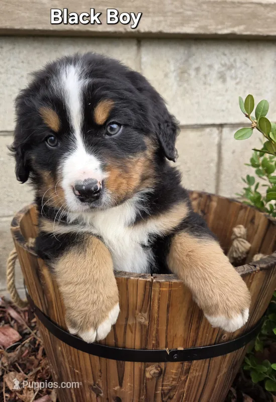 Black Boy – Bernese Mountain Dog puppy for sale in Owosso, MI