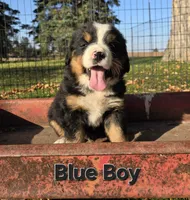 Blue Boy, a male Bernese Mountain Dog for sale in Owosso, MI – 2 of 7