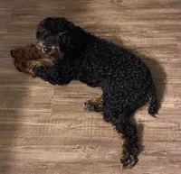 Black boy, a male Aussiedoodle and Bernedoodle for sale in Owosso, MI – 4 of 5