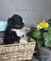 Light Pink Girl, a male Aussiedoodle and Bernedoodle for sale in Owosso, MI – 2 of 4