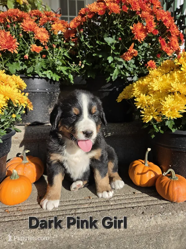 Dark Pink Girl – Bernese Mountain Dog puppy for sale in Owosso, MI