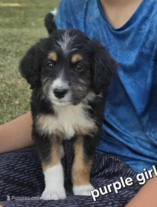 Purple Girl – Aussiedoodle, Bernedoodle puppy for sale in Owosso, MI