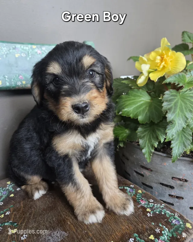 Green Boy – Aussiedoodle, Bernedoodle puppy for sale in Owosso, MI