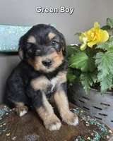 Green Boy, a male Aussiedoodle and Bernedoodle for sale in Owosso, MI – 1 of 4