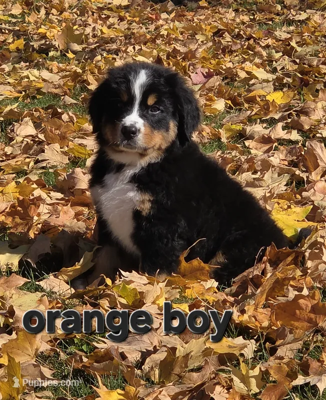 Orange Boy – Bernese Mountain Dog puppy for sale in Owosso, MI