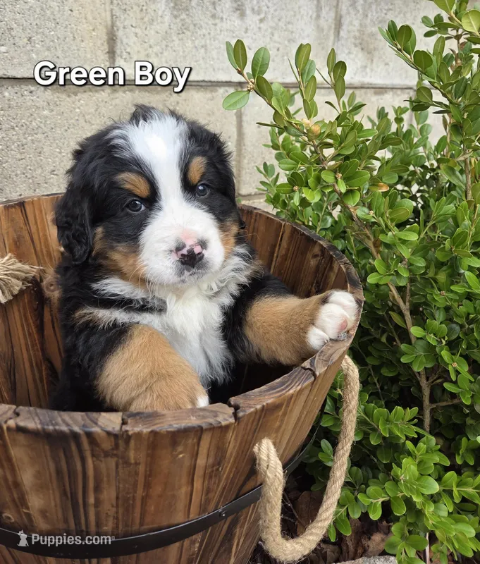 Green Boy – Bernese Mountain Dog puppy for sale in Owosso, MI