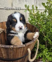 Hank, a male Bernese Mountain Dog for sale in Owosso, MI – Photo 4 of 8