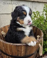 Hank, a male Bernese Mountain Dog for sale in Owosso, MI – Photo 3 of 8