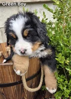 Hank, a male Bernese Mountain Dog for sale in Owosso, MI – Photo 6 of 8