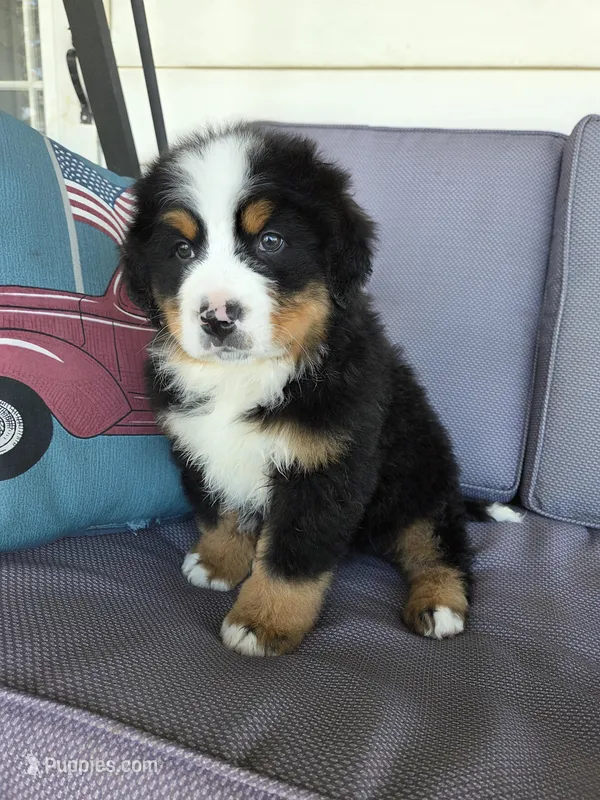 Hank, a male Bernese Mountain Dog for sale in Owosso, MI – Photo 1 of 8