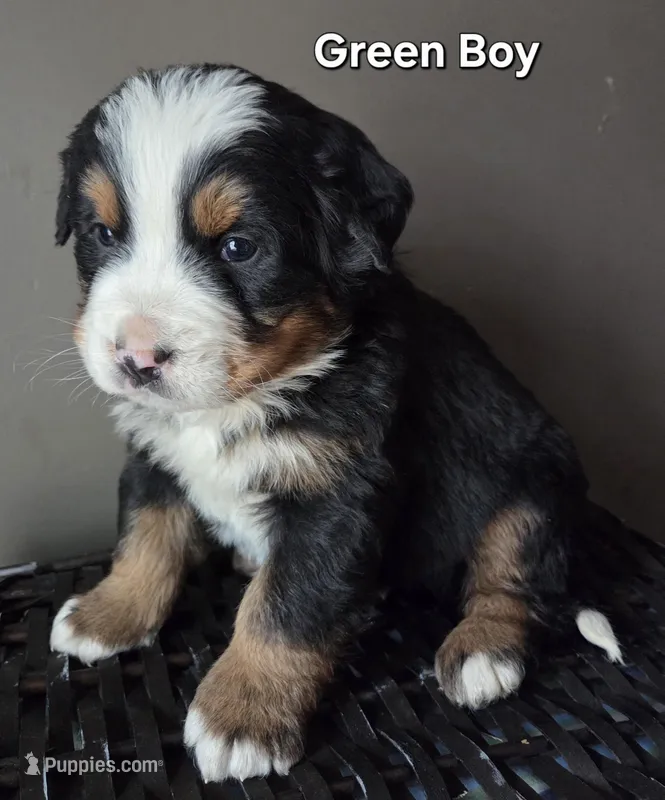 Green Boy – Bernese Mountain Dog puppy for sale in Owosso, MI