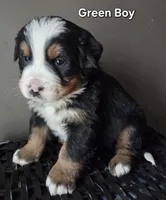 Green Boy, a male Bernese Mountain Dog for sale in Owosso, MI – Photo 1 of 5