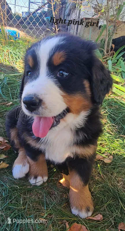 Light pink girl, a female Bernese Mountain Dog for sale in Owosso, MI – Photo 1 of 4
