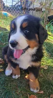 Light pink girl, a female Bernese Mountain Dog for sale in Owosso, MI – Photo 1 of 4