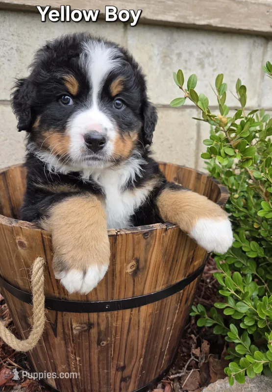 Yellow Boy – Bernese Mountain Dog puppy for sale in Owosso, MI