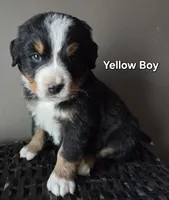 Yellow Boy, a male Bernese Mountain Dog for sale in Owosso, MI – Photo 1 of 5