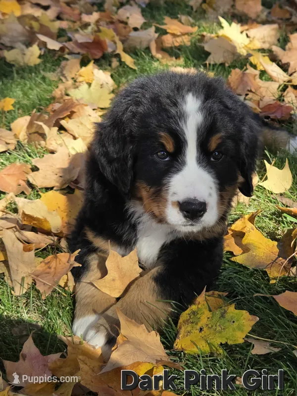 Dark Pink Girl – Bernese Mountain Dog puppy for sale in Owosso, MI