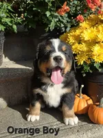 Orange Boy, a male Bernese Mountain Dog for sale in Owosso, MI – 4 of 9
