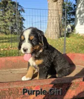 Purple Girl, a female Bernese Mountain Dog for sale in Owosso, MI – 3 of 7