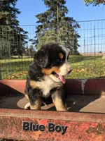 Blue Boy, a male Bernese Mountain Dog for sale in Owosso, MI – 4 of 7