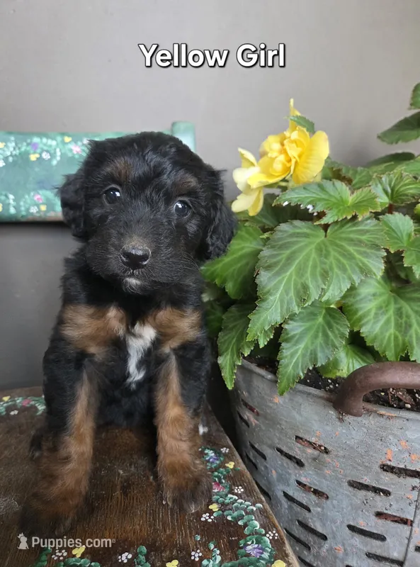 Yellow Girl – Aussiedoodle, Bernedoodle puppy for sale in Owosso, MI