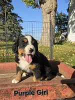 Purple Girl, a female Bernese Mountain Dog for sale in Owosso, MI – 2 of 7