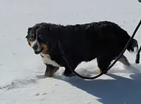 Orange Boy, a male Bernese Mountain Dog for sale in Owosso, MI – 8 of 9