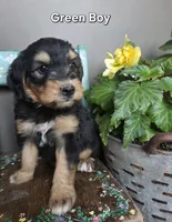 Green Boy, a male Aussiedoodle and Bernedoodle for sale in Owosso, MI – 2 of 4