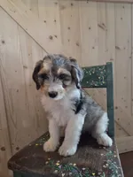 Princess, a female Aussiedoodle and Bernedoodle for sale in Owosso, MI – 2 of 3