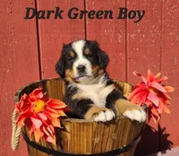 Dark Green Boy, a male Bernese Mountain Dog for sale in Owosso, MI – Photo 2 of 4