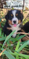 Dark Green Boy, a male Bernese Mountain Dog for sale in Owosso, MI – Photo 1 of 4