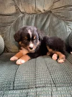 Blippi, a male Australian Shepherd and Bernese Mountain Dog for sale in Owosso, MI – Photo 6 of 8