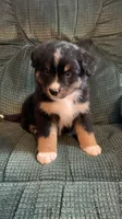 Blippi, a male Australian Shepherd and Bernese Mountain Dog for sale in Owosso, MI – Photo 2 of 8