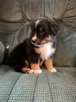 Blippi, a male Australian Shepherd and Bernese Mountain Dog for sale in Owosso, MI – Photo 5 of 8