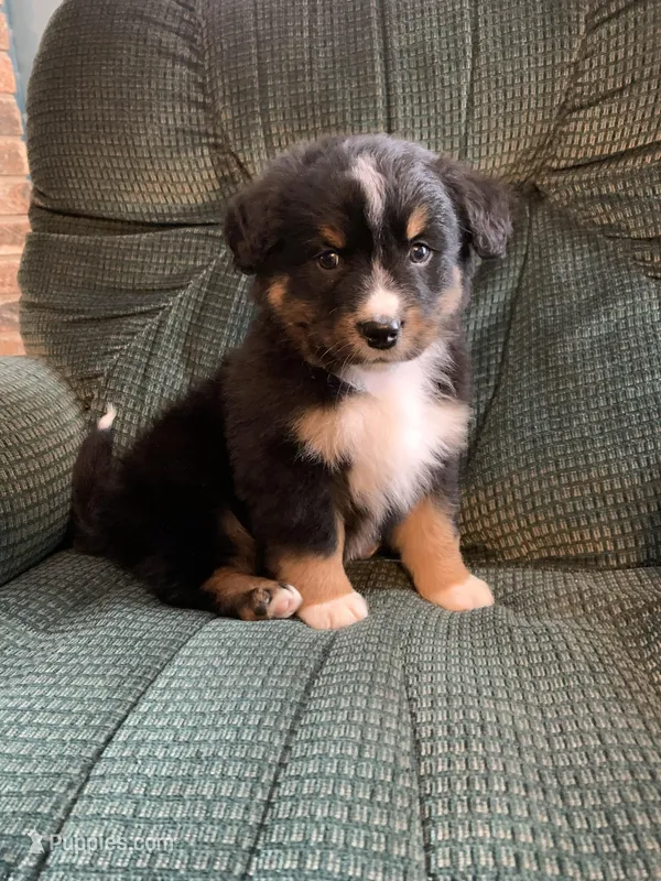 Blippi, a male Australian Shepherd and Bernese Mountain Dog for sale in Owosso, MI – Photo 1 of 8