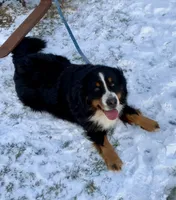 Blippi, a male Australian Shepherd and Bernese Mountain Dog for sale in Owosso, MI – Photo 8 of 8