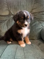 Blippi, a male Australian Shepherd and Bernese Mountain Dog for sale in Owosso, MI – Photo 3 of 8