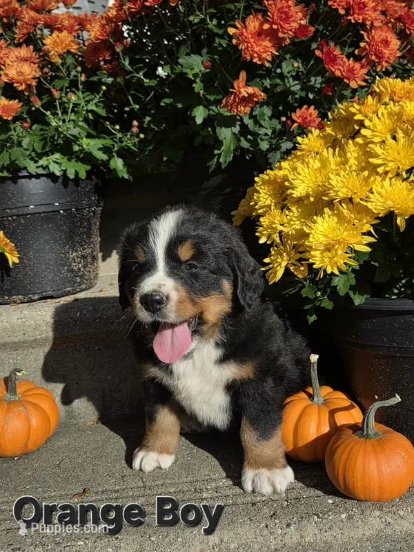 Orange Boy – Bernese Mountain Dog puppy for sale in Owosso, MI