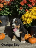 Orange Boy, a male Bernese Mountain Dog for sale in Owosso, MI – 1 of 9