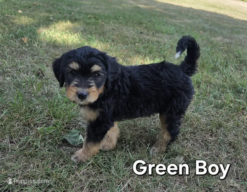 Green Boy – Aussiedoodle, Bernedoodle puppy for sale in Owosso, MI