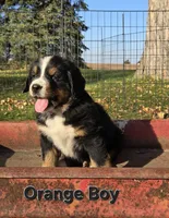 Orange Boy, a male Bernese Mountain Dog for sale in Owosso, MI – 2 of 9