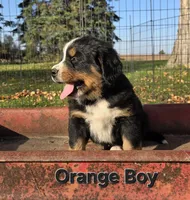 Orange Boy, a male Bernese Mountain Dog for sale in Owosso, MI – 3 of 9